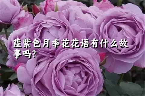 蓝紫色月季花花语有什么故事吗？