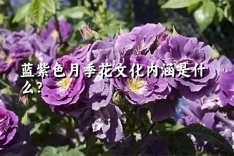 蓝紫色月季花文化内涵是什么？