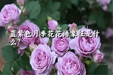 蓝紫色月季花花语象征是什么？