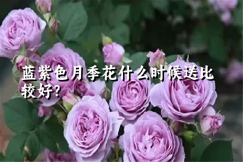 蓝紫色月季花什么时候送比较好？