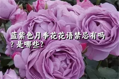 蓝紫色月季花花语禁忌有吗？是哪些？