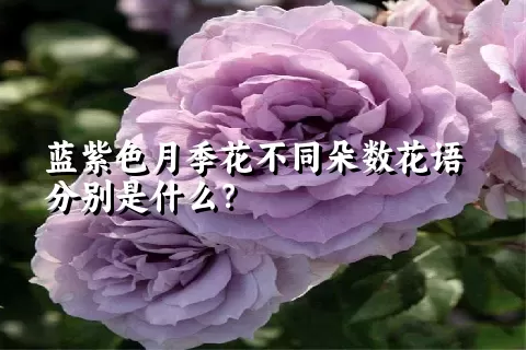 蓝紫色月季花不同朵数花语分别是什么？