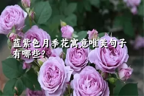 蓝紫色月季花寓意唯美句子有哪些？