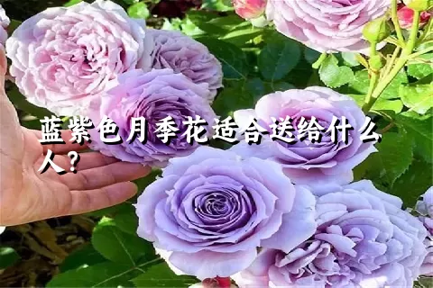 蓝紫色月季花适合送给什么人？