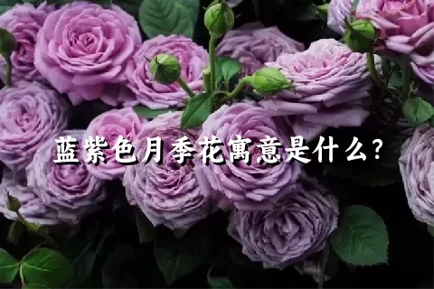 蓝紫色月季花寓意是什么？