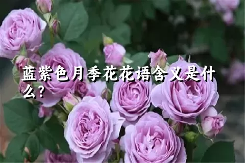 蓝紫色月季花花语含义是什么？