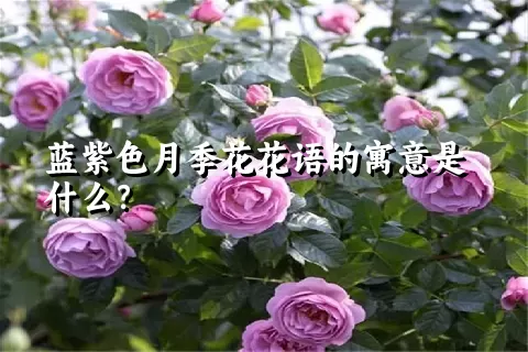 蓝紫色月季花花语的寓意是什么？