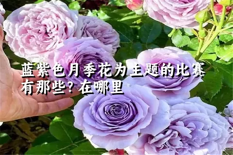 蓝紫色月季花为主题的比赛有那些？在哪里