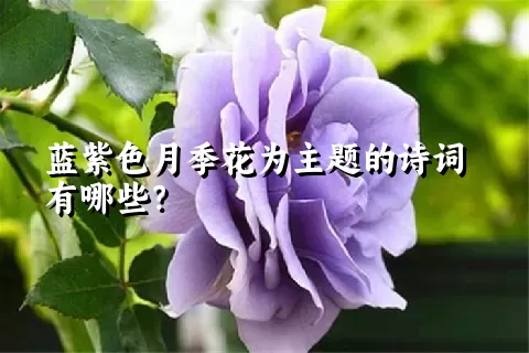 蓝紫色月季花为主题的诗词有哪些？