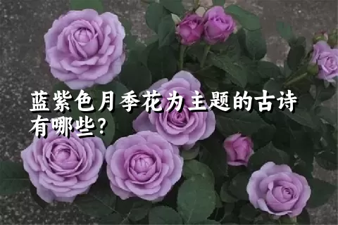 蓝紫色月季花为主题的古诗有哪些？