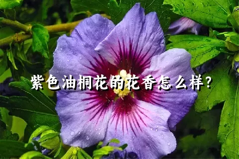 紫色油桐花的花香怎么样？