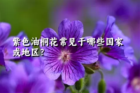 紫色油桐花常见于哪些国家或地区？