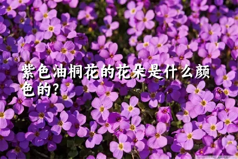 紫色油桐花的花朵是什么颜色的？