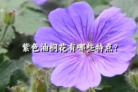 紫色油桐花有哪些特点？