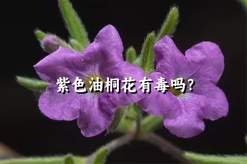 紫色油桐花有毒吗？