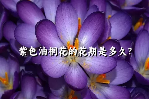 紫色油桐花的花期是多久？