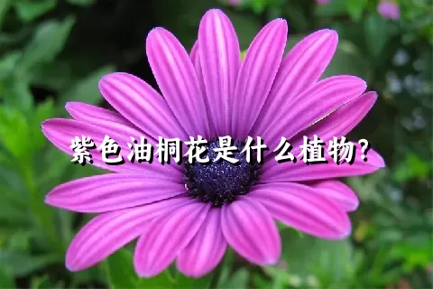 紫色油桐花是什么植物？