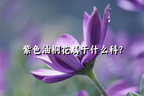 紫色油桐花属于什么科？