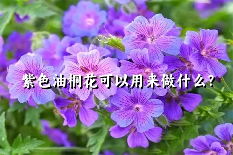 紫色油桐花可以用来做什么？