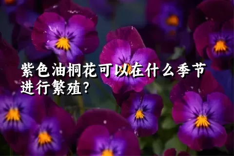 紫色油桐花可以在什么季节进行繁殖？