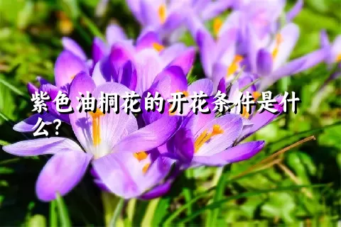 紫色油桐花的开花条件是什么？