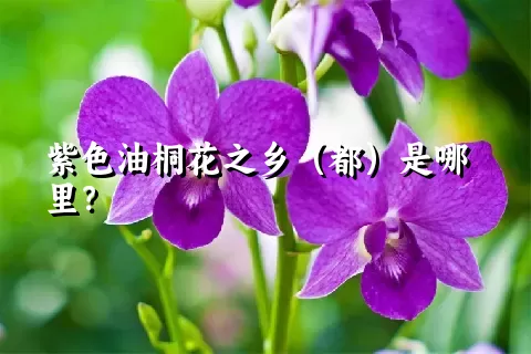 紫色油桐花之乡（都）是哪里？