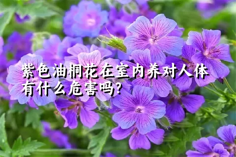 紫色油桐花在室内养对人体有什么危害吗？