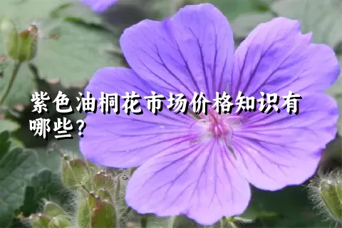 紫色油桐花市场价格知识有哪些？