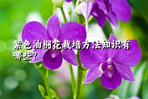 紫色油桐花栽培方法知识有哪些？