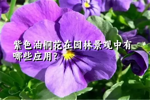 紫色油桐花在园林景观中有哪些应用？