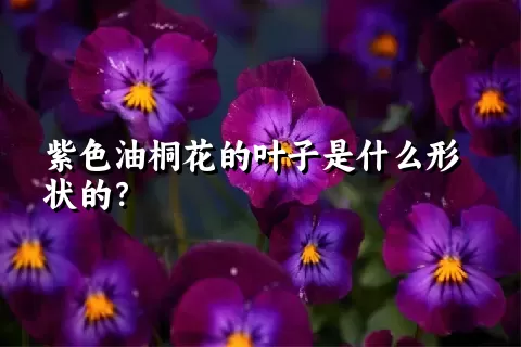 紫色油桐花的叶子是什么形状的？