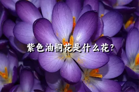 紫色油桐花是什么花？