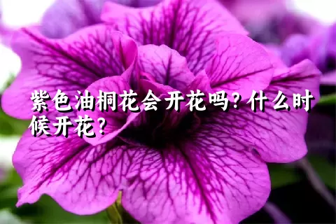 紫色油桐花会开花吗？什么时候开花？