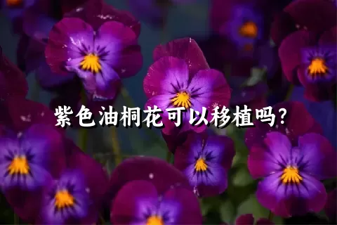 紫色油桐花可以移植吗？