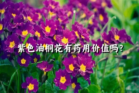 紫色油桐花有药用价值吗？