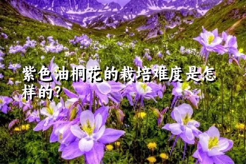 紫色油桐花的栽培难度是怎样的？