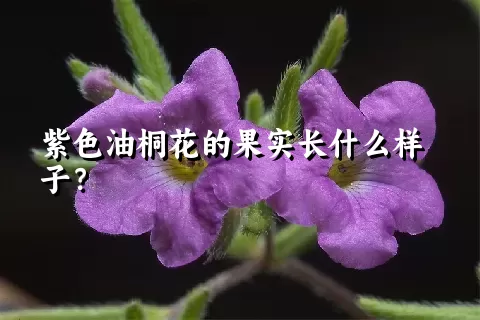 紫色油桐花的果实长什么样子？