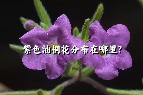 紫色油桐花分布在哪里?