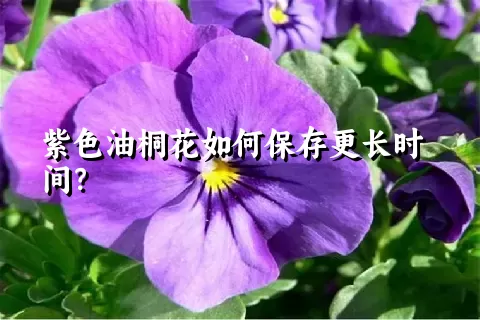 紫色油桐花如何保存更长时间？