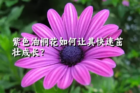 紫色油桐花如何让其快速茁壮成长？