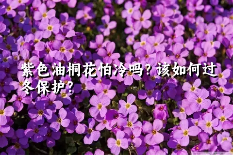 紫色油桐花怕冷吗？该如何过冬保护？