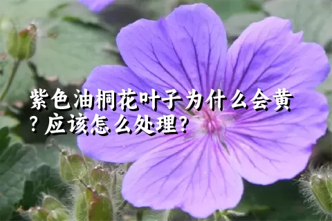 紫色油桐花叶子为什么会黄？应该怎么处理？