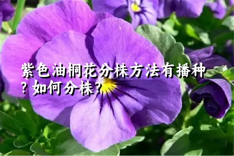 紫色油桐花分株方法有播种？如何分株？