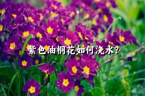 紫色油桐花如何浇水？