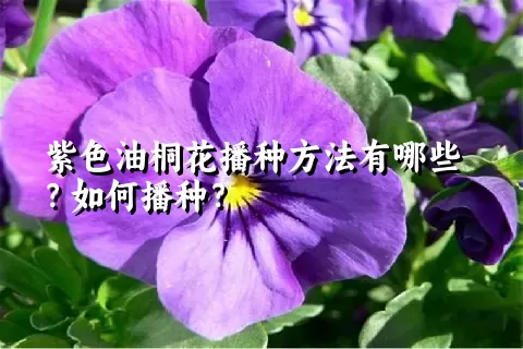 紫色油桐花播种方法有哪些？如何播种？