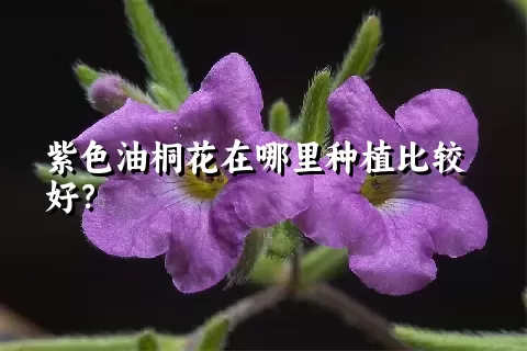 紫色油桐花在哪里种植比较好？