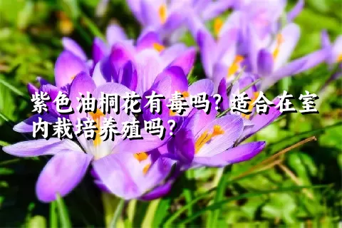 紫色油桐花有毒吗？适合在室内栽培养殖吗？