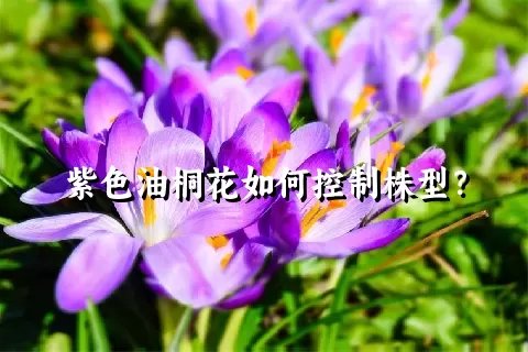 紫色油桐花如何控制株型？