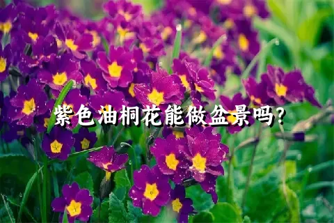 紫色油桐花能做盆景吗？