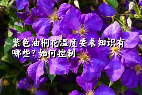 紫色油桐花温度要求知识有哪些？如何控制